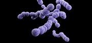 group b Streptococcus pathogen