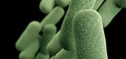haemophilus influenzae pathogen