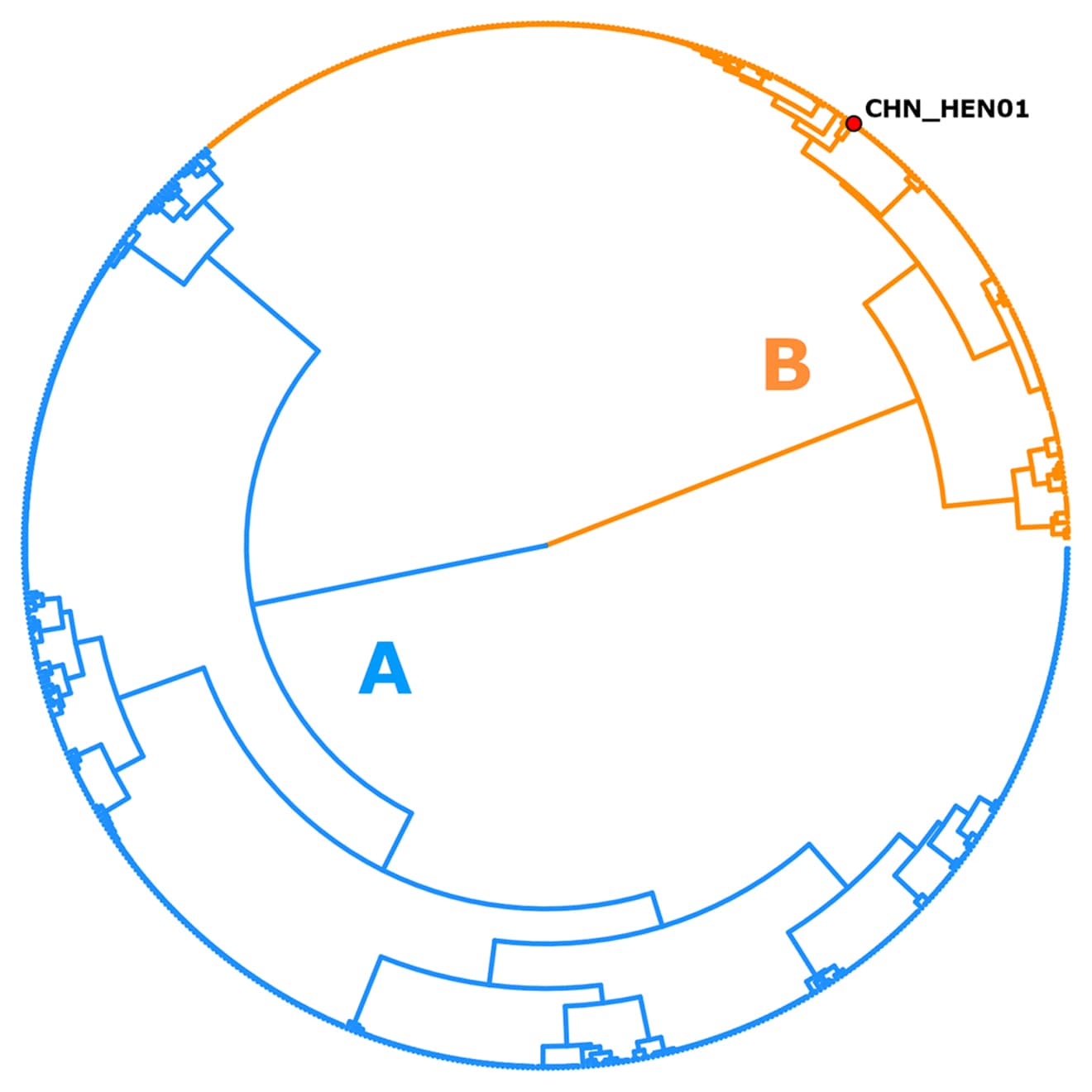 Cyclospora A population structure showing 651 genotypes of Cyclospora displayed as a hierarchical tree.
