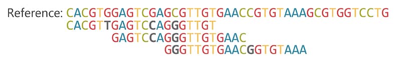 Analysis A series of letters representing a reference genome is compared to three slightly different lines of DNA data