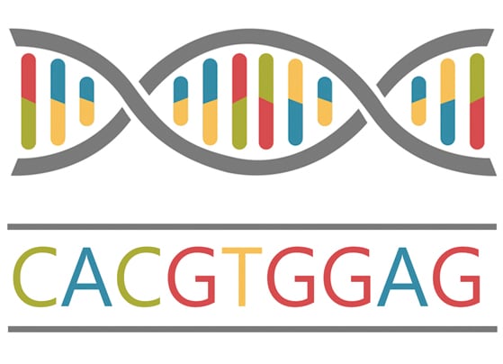 sequencethumbnail1123.jpg Illustration of a simplified DNA structure above a set of letters representing reading the DNA's sequence