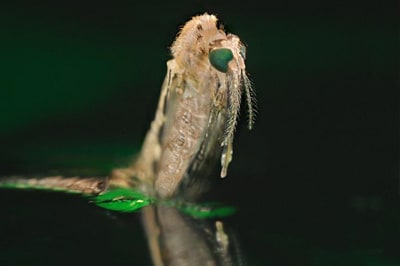 malaria-vectors-400 This image was captured at the water's surface as an Anophilaes mosquito larva emerges from the pupal exoskeleton. Big green compound eyes distinguish the head from the light colored pupal skin.