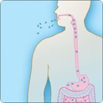 Illustration of how gastrointestinal anthrax occurs through eating raw or undercooked meat from an infected animal.