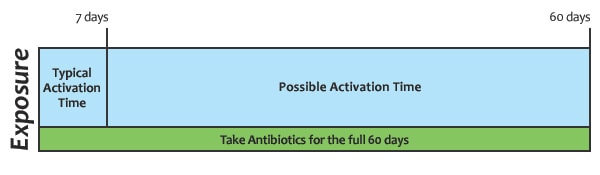 Timeline graphic to illustrate that anthrax spores can activate up to 60 days after exposure A timeline graphic to illustrate that anthrax spores can activate up to 60 days after exposure.