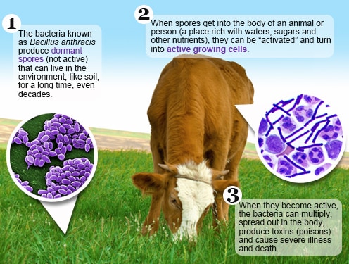 Diagram of the process by which a dormant anthrax spore becomes active after entering a body Diagram of the process by which a dormant anthrax spore becomes active after entering a body, in this case a cow eating grass.