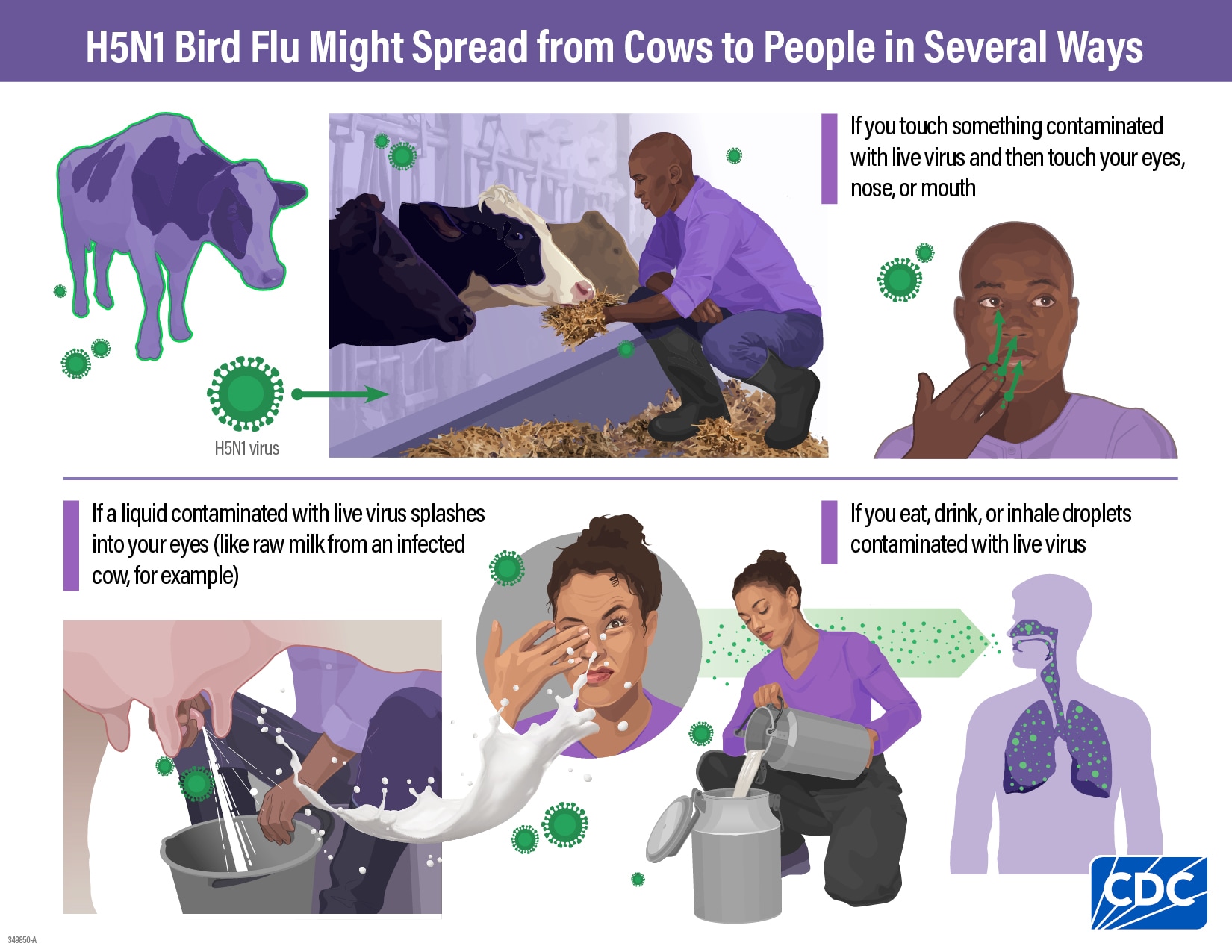 H5N1 Bird Flu Might spread from cows to people in several ways