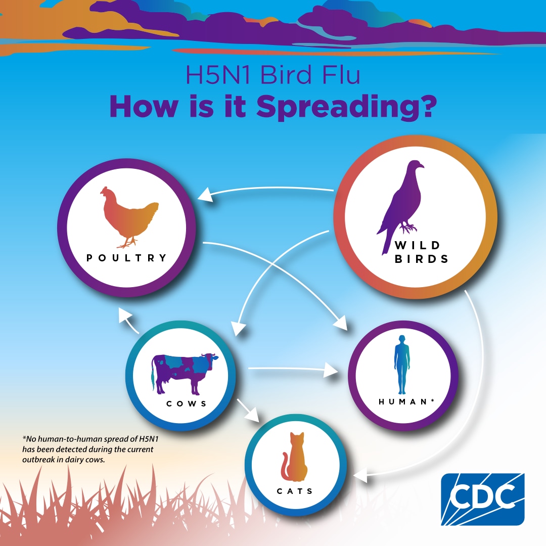 H5N1 Bird Flu: How is it Spreading? 1080x1080 for Instagram H5N1 Bird Flu: How is it Spreading? 1080x1080 for Instagram