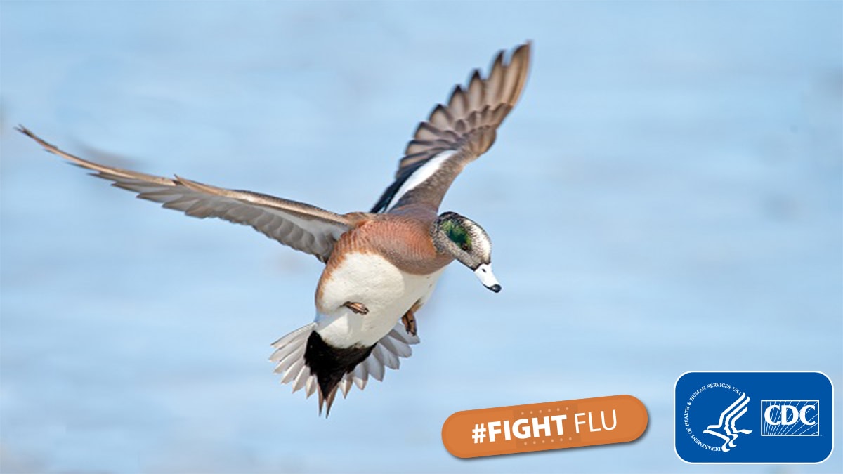 american-wigeon_twitter American wigeon duck with hashtag #fightflu and cdc logo
