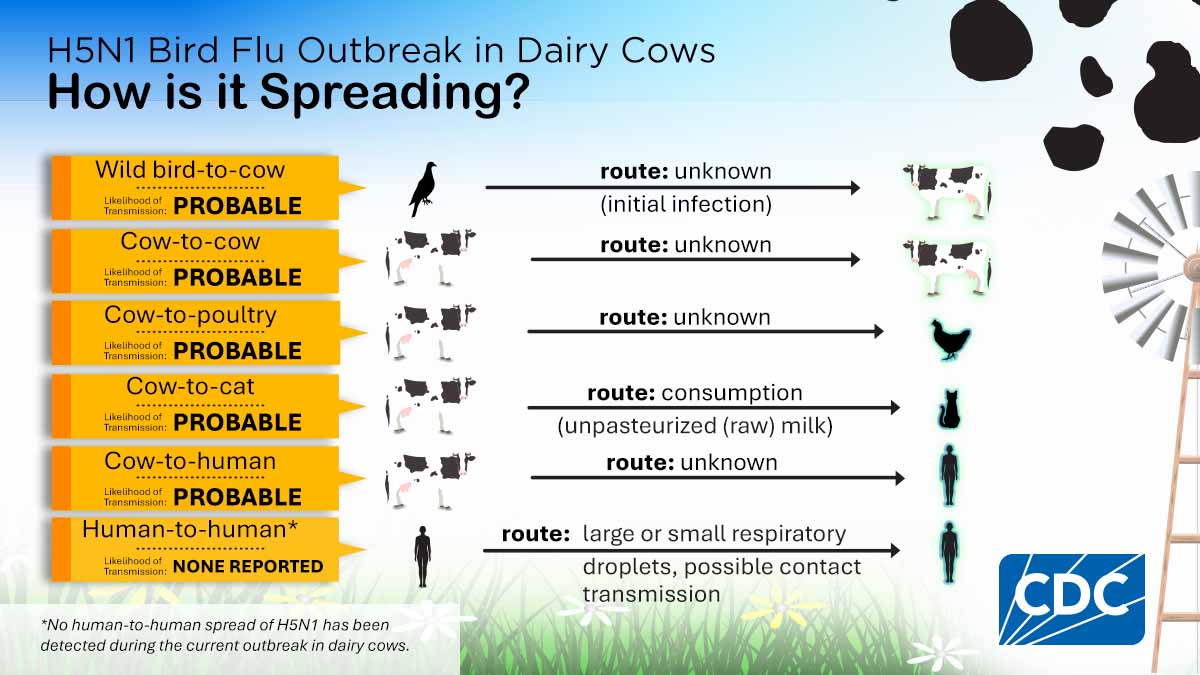 H5N1 Bird Flu in Dairy Cows: How is it Spreading? 1200x675 for Twitter/X H5N1 Bird Flu in Dairy Cows: How is it Spreading? 1200x675 for Twitter/X