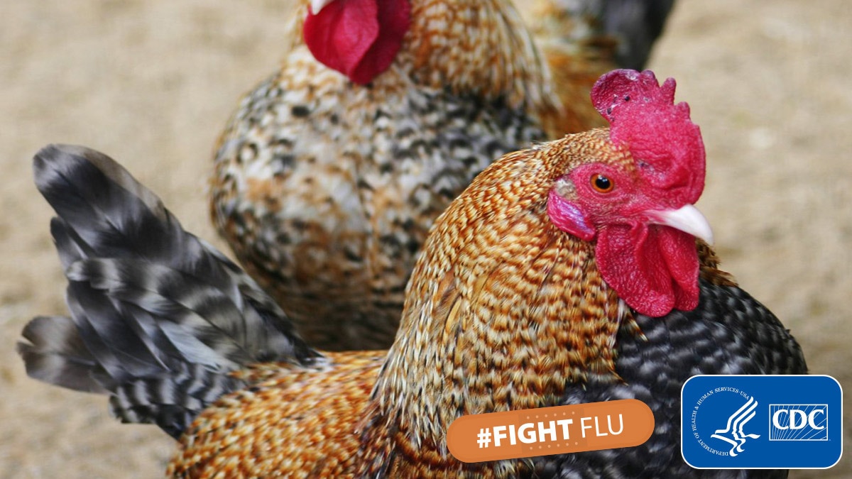 domestic-chickens-twitter Domestic chickens with hashtag #fightflu and cdc logo