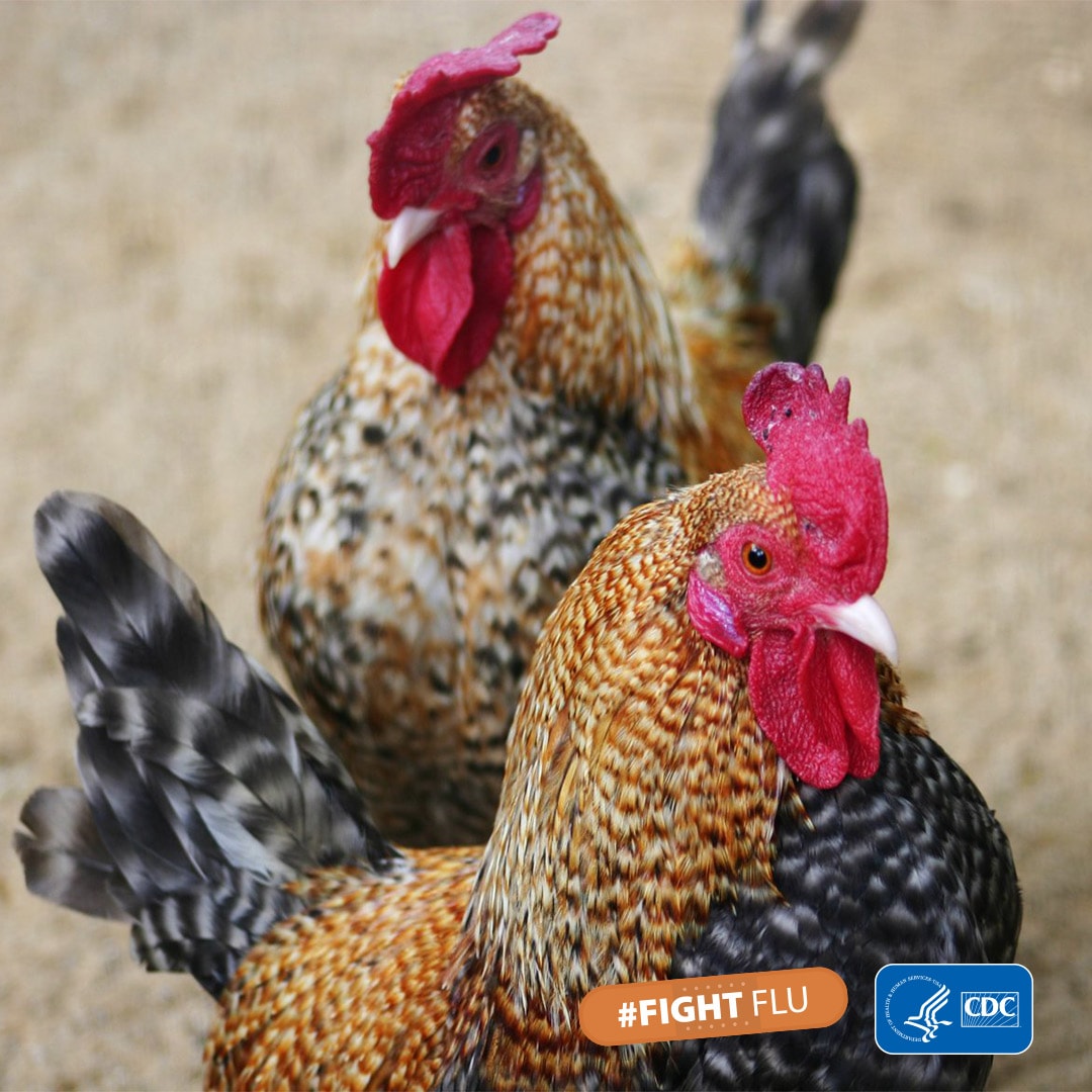domesticchickens_ig-fb Domestic chickens with hashtag #fightflu and cdc logo