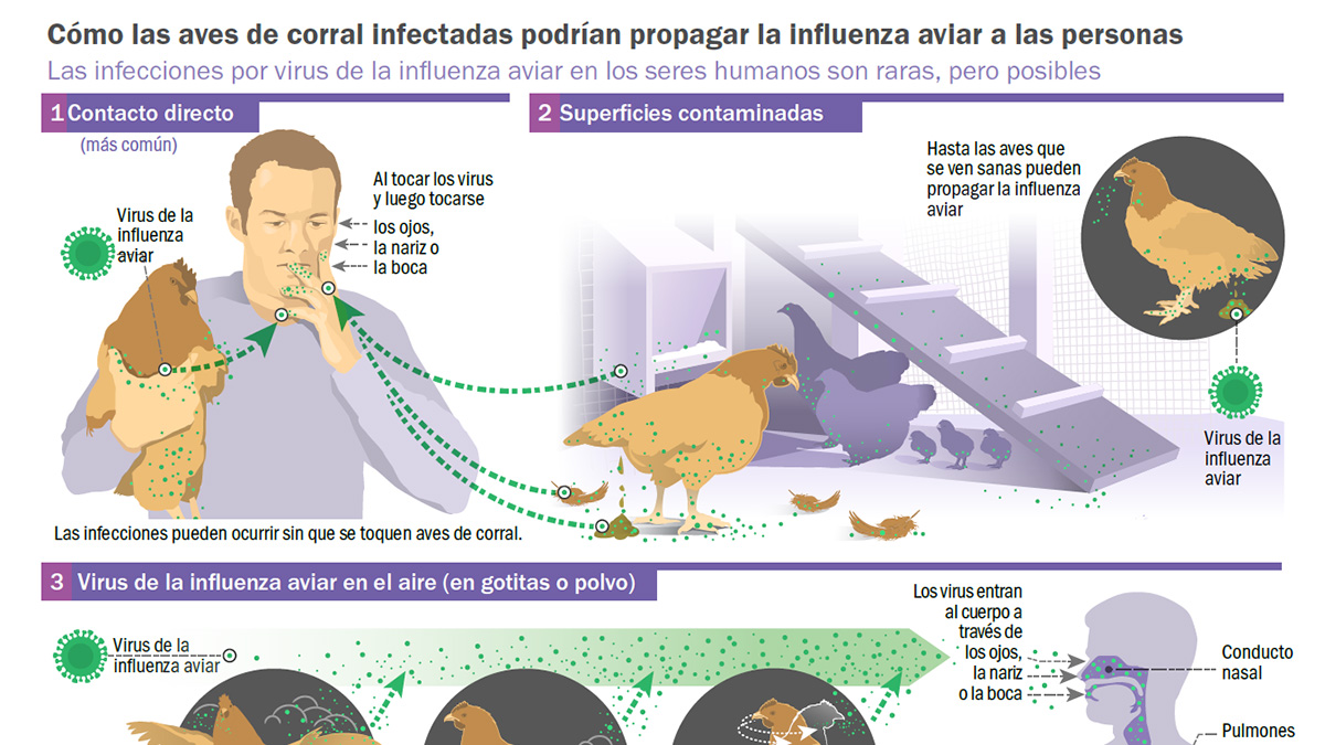 how infected backyard poultry could spread bird flu to people (spanish)