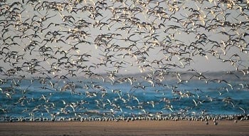 avian-flu-testing-birds.jpg Wild aquatic birds - particularly certain wild ducks, geese, swans, gulls, shorebirds and terns - are the natural hosts for all known influenza type A viruses.