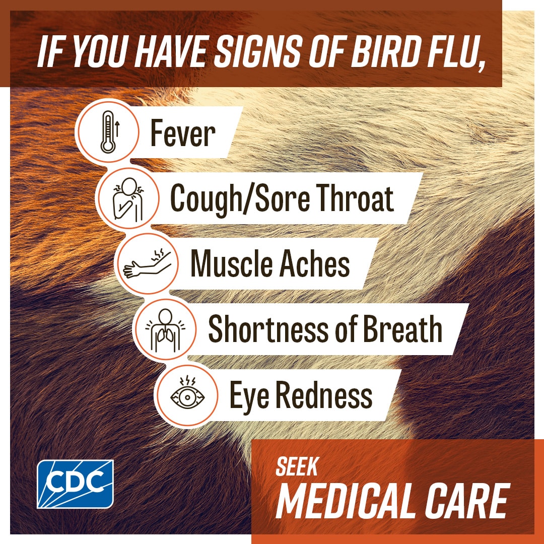 If you have signs of bird flu, seek medical care A close-up of a cow with text that reads “if you have signs of bird flu, fever, cough/sore throat, muscle aches, shortness of breath, eye redness, seek medical care.” Icons of a thermometer, person coughing, a muscle aching, a person experiencing shortness of breath, and eye redness are displayed next to their description. CDC logo is on the bottom left.