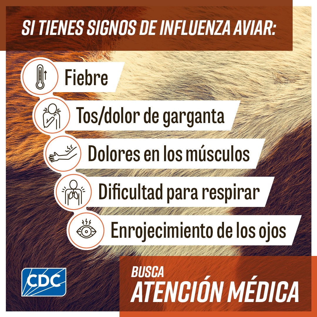 If you have signs of bird flu, seek medical care Spanish Primer plano de una vaca con un texto que dice "Si tienes signos de influenza aviar, fiebre, tos/dolor de garganta, dolores en los músculos, dificultad para respirar, enrojecimiento de los ojos, busca atención médica". Junto a su descripción se muestran los íconos de un termómetro, una persona tosiendo, dolor muscular, una persona con dificultad para respirar y enrojecimiento de los ojos. El logotipo de los CDC está en la parte inferior izquierda.