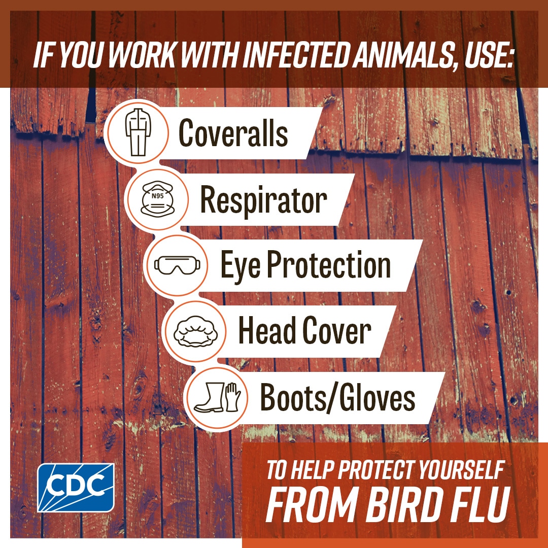 If you work with infected animals A close-up of a side of a barn with text that reads “If you work with animals, use: coveralls, respirator, eye protection, head cover, boots/gloves to help protect yourself from bird flu.” Icons of coveralls, a NIOSH® approved respirator, goggles, a head cover and boots and gloves are displayed next to their description. CDC logo is on the bottom left.