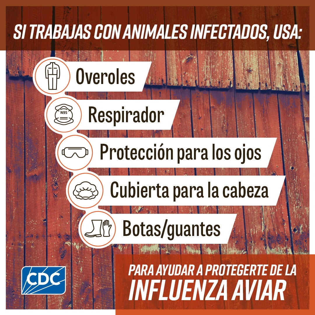 If you work with infected animals Spanish Primer plano de heno con un texto que dice "Si trabajas con vacas lecheras, aves de corral, leche cruda/sin pasteurizar o animales silvestres, protégete de la influenza aviar". Junto a sus descripciones se muestran los íconos de una vaca lechera, un pollo, un recipiente de leche cruda y huellas de animales silvestres. El logotipo de los CDC está en la parte inferior izquierda.