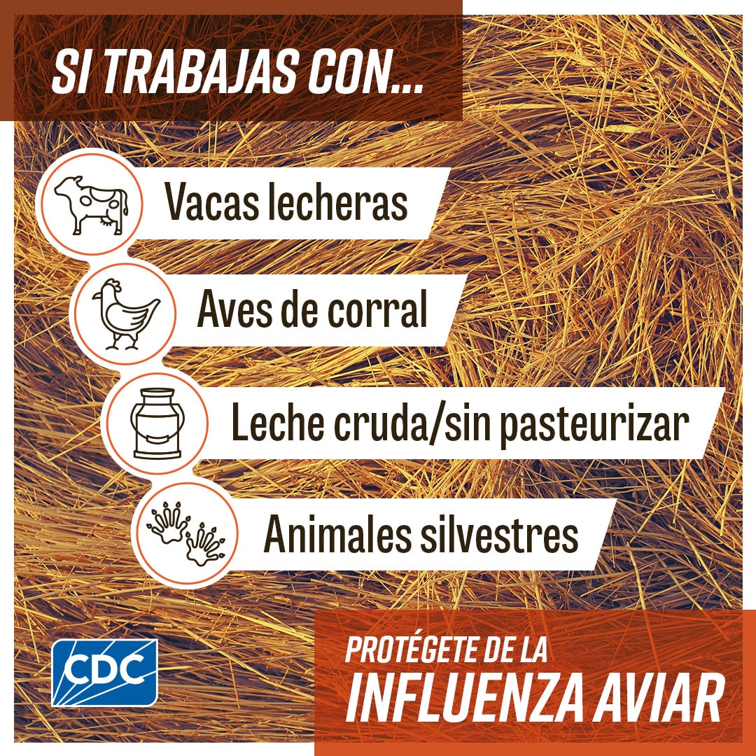 If work with animals that can become infected Spanish Primer plano de heno con un texto que dice "Si trabajas con vacas lecheras, aves de corral, leche cruda/sin pasteurizar o animales silvestres, protégete de la influenza aviar". Junto a sus descripciones se muestran los íconos de una vaca lechera, un pollo, un recipiente de leche cruda y huellas de animales silvestres. El logotipo de los CDC está en la parte inferior izquierda.