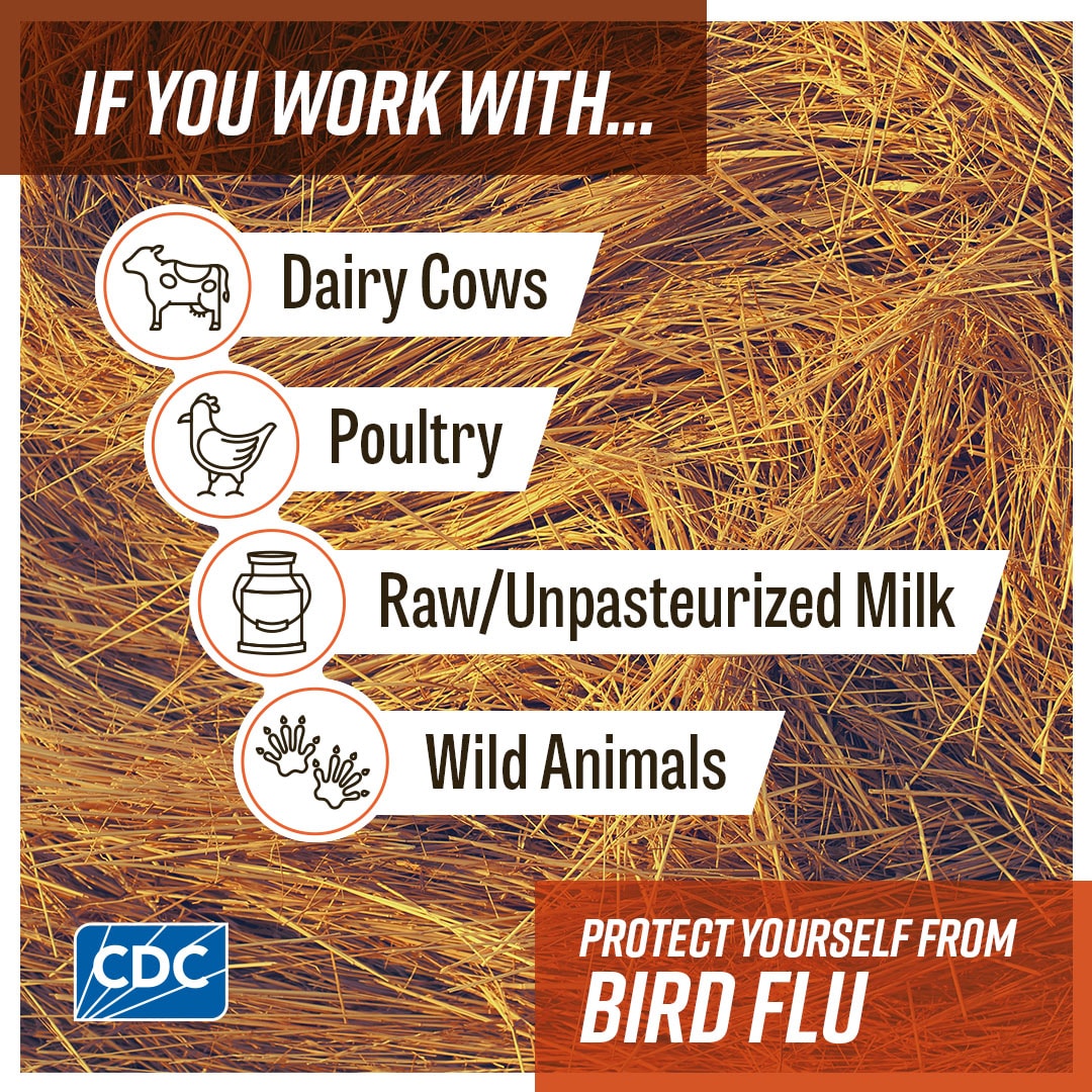 If work with animals that can become infected A close-up of hay with text that reads “If you work with dairy cows, poultry, raw/unpasteurized milk, or wild animals protect yourself from bird flu.” Icons of a dairy cow, a chicken, a jug of raw milk, and wild animal footprints are displayed next to their descriptions. CDC logo is on the bottom left.