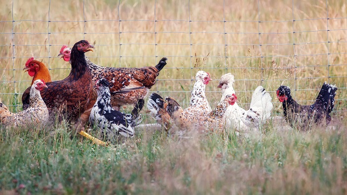 Hens in a pen Hens in a paddock
