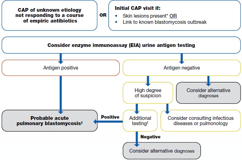 A flowchart to show the diagnosis of blastomycosis