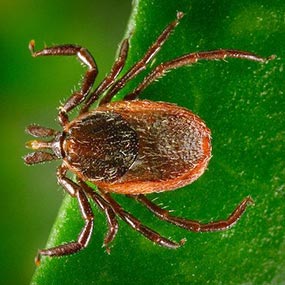 lyme-ixodes-scapularis-1_-James-Gathany-CDC Tick, ixodes scapularis