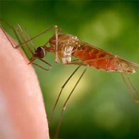 malaria-cdc-phil18754 A feeding mosquito