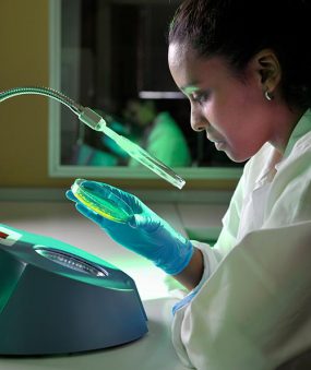 mrsa A female laboratory technician examining a petri dish under a specially lighted magnifying glass.