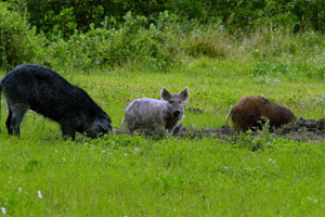 wild boar