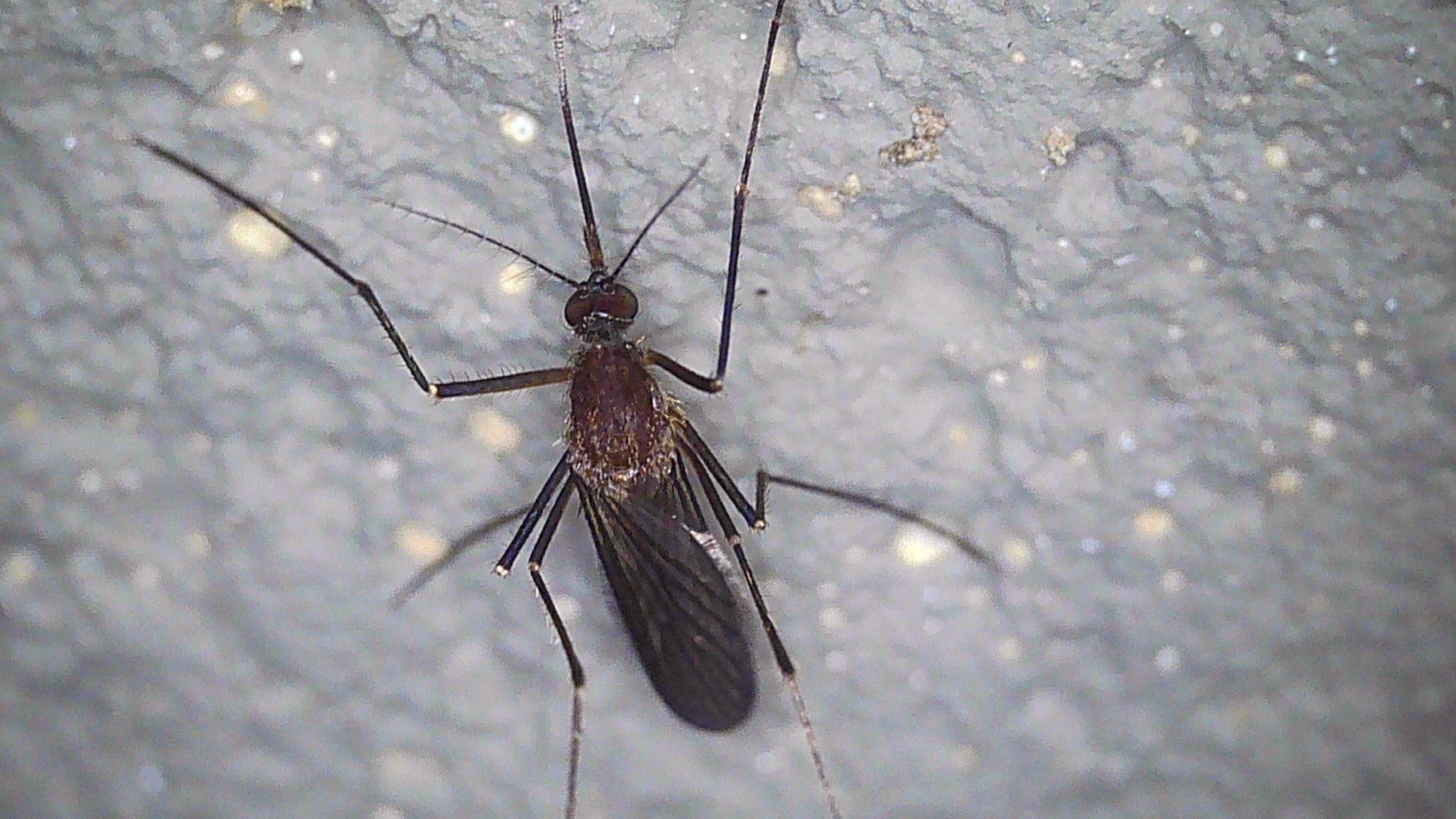 Culiseta melanura mosquito. Photo by Stephanie Campbell