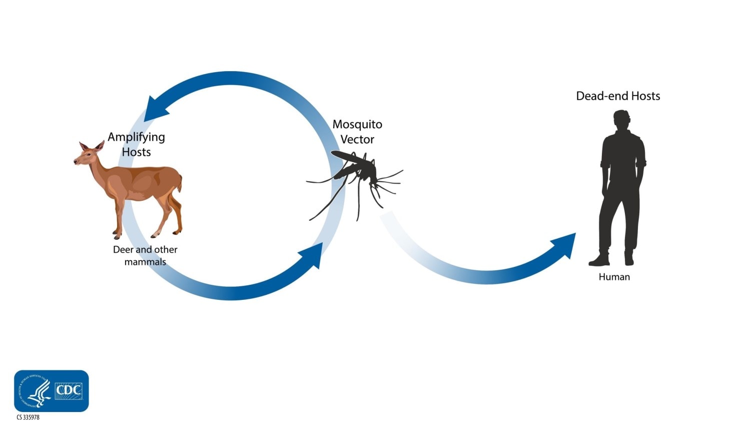 Cache Valley virus transmission cycle. A mosquito and a deer are shown on opposite sides of a circle with arrows connecting them to represent how cache valley cycles between mosquitoes and deer and other mammals. Deer and other mammals are considered amplifying hosts. Another arrow outside of the circle connects the mosquito to a human to show how mosquitoes infect humans with the virus. The human is a dead-end host because it does not pass on the virus to mosquitoes that feed on them.