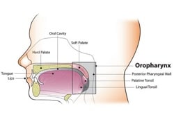 Anatomical diagram of the oropharynx