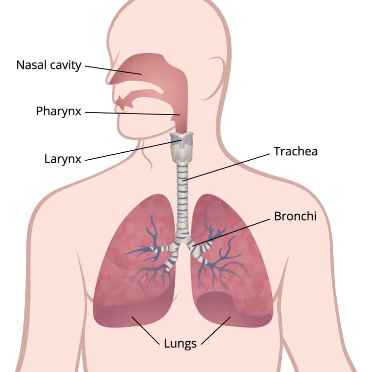 A medical illustration of the respiratory system, showing the lungs, bronchi, trachea, larynx, pharynx, and nasal cavity