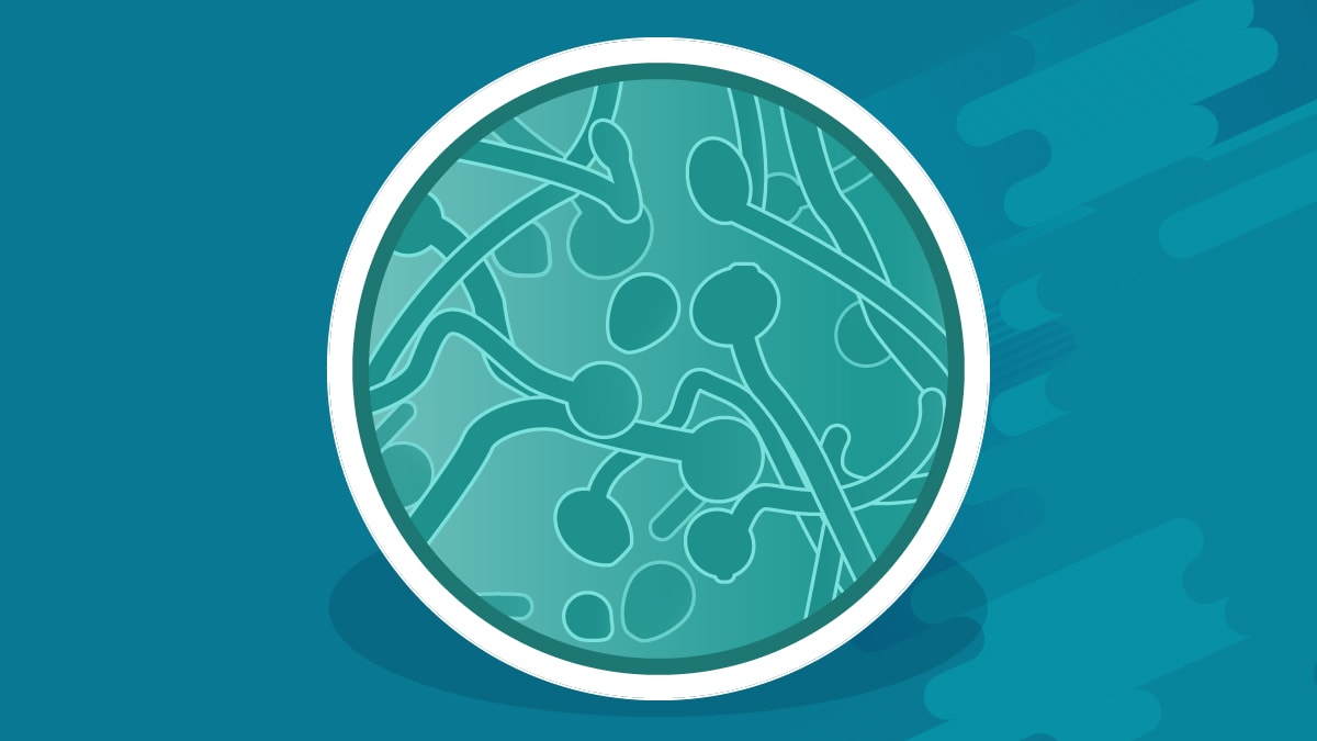 A petri dish showing candidiasis An illustration of a petri dish with Candida