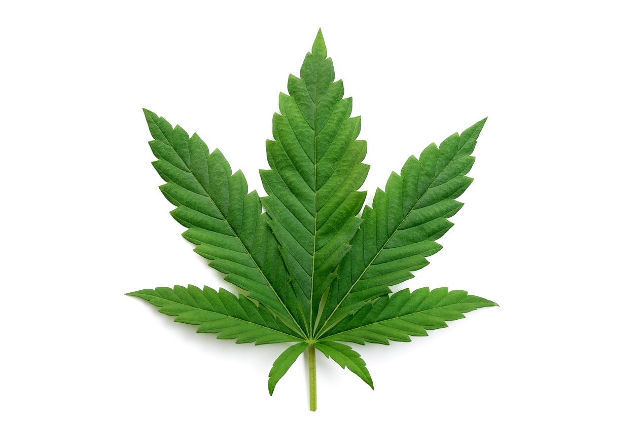 Green cannabis leaf
