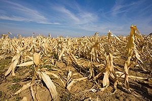 effects_food_security.jpg Devastated corn field: Food security