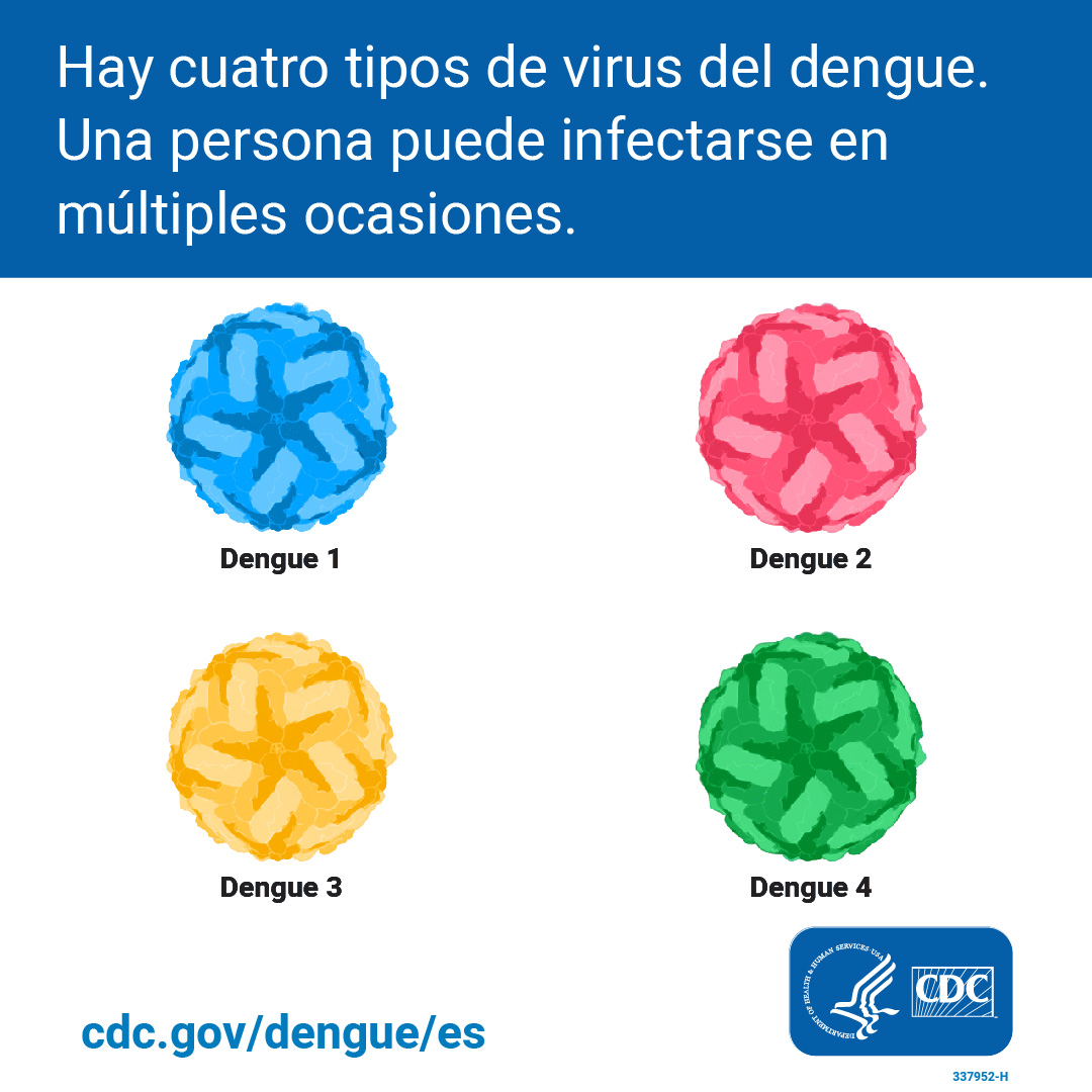 Cuatro virus del dengue en azul, amarillo, rosado, y verde, con el texto: “Hay cuatro tipos de virus del dengue. Una persona puede infectarse en múltiples ocasiones"