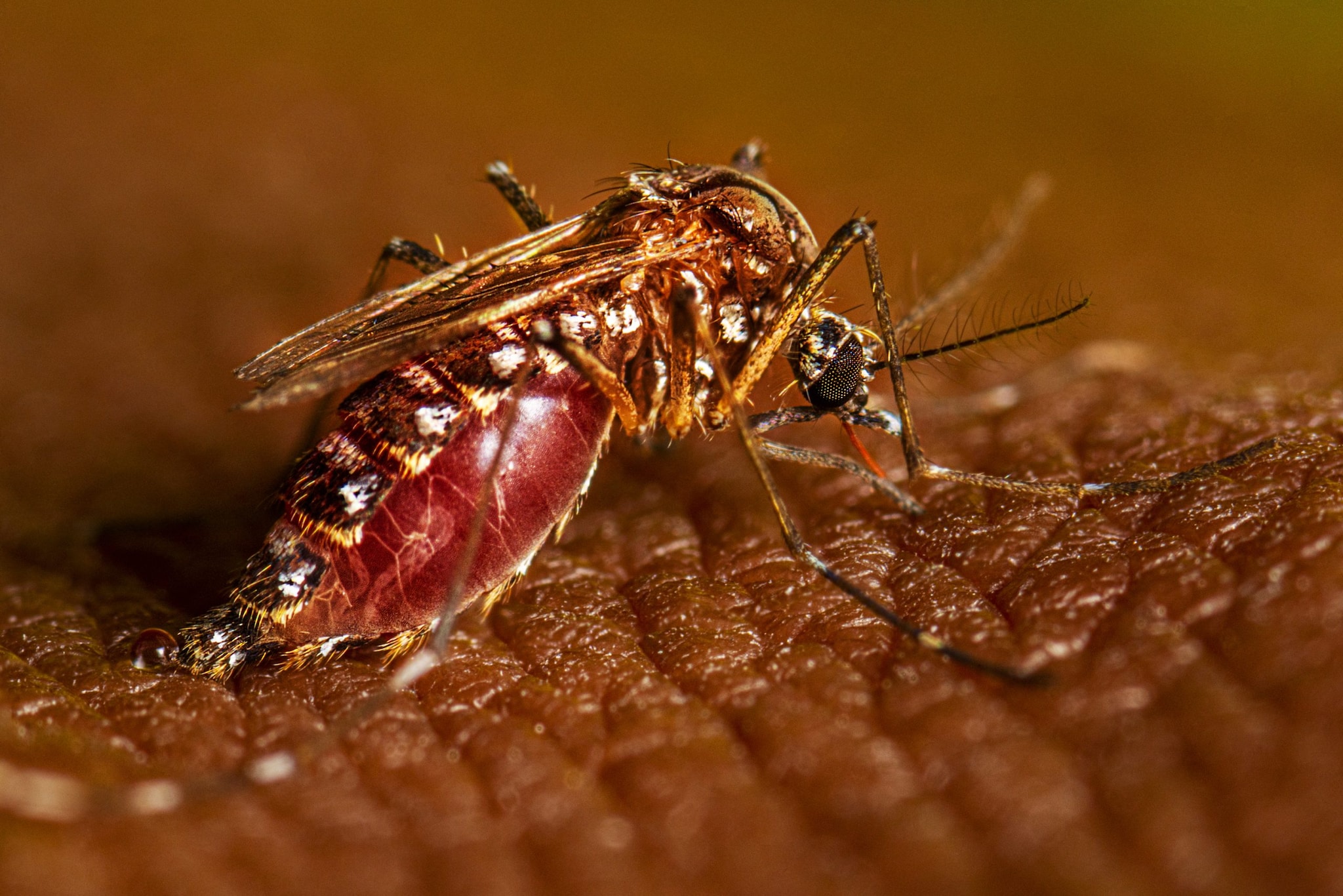 Aedes aegypti feeding on person with dark skin Aedes aegypti mosquito feeding on a person with dark skin.