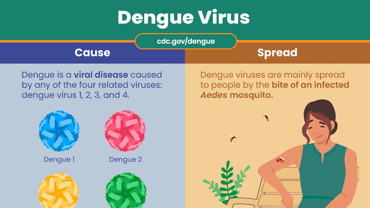 Dengue virus fact sheet with images of the virus and a woman; titles read "cause" and "spread."