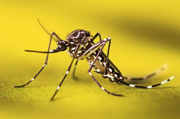 Ae. aegypti on leaf An Aedes aegypti mosquito resting on a leaf.