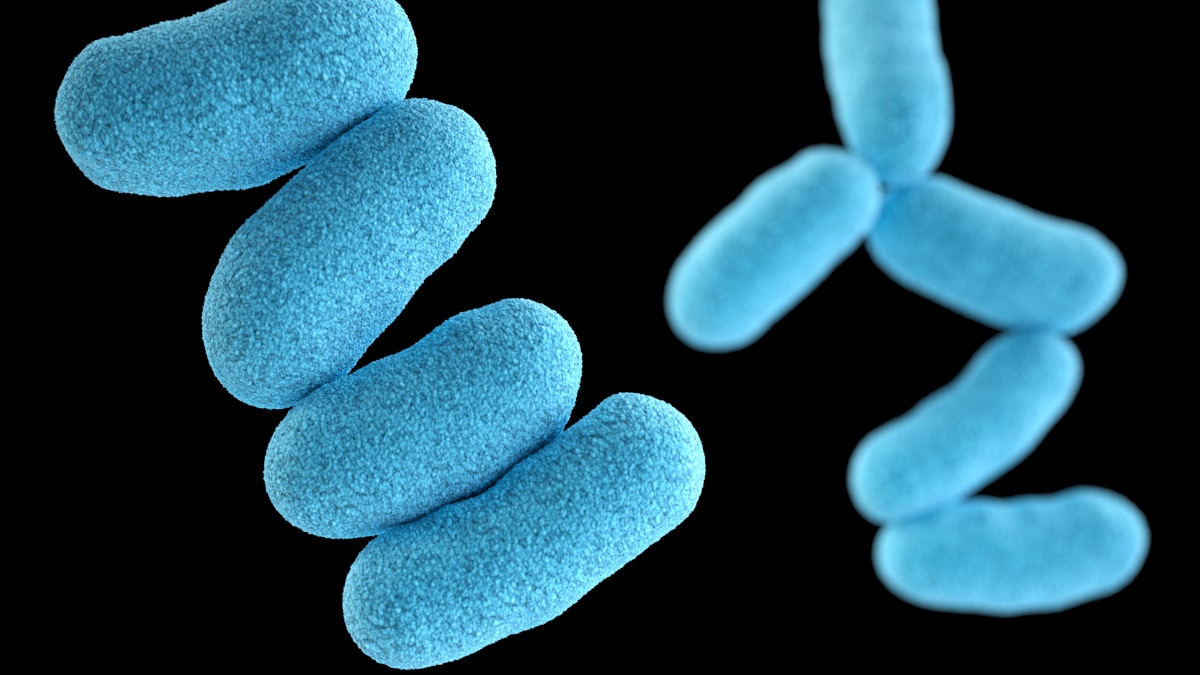 Corynebacterium diphtheriae A computer-generated image of Corynebacterium diphtheriae.