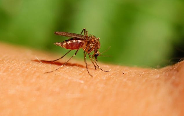 A mosquito biting an arm