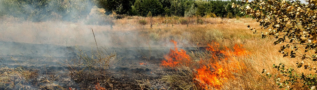 Dry grass and brush burning in a wildfire. Dry grass and brush burning in a wildfire.