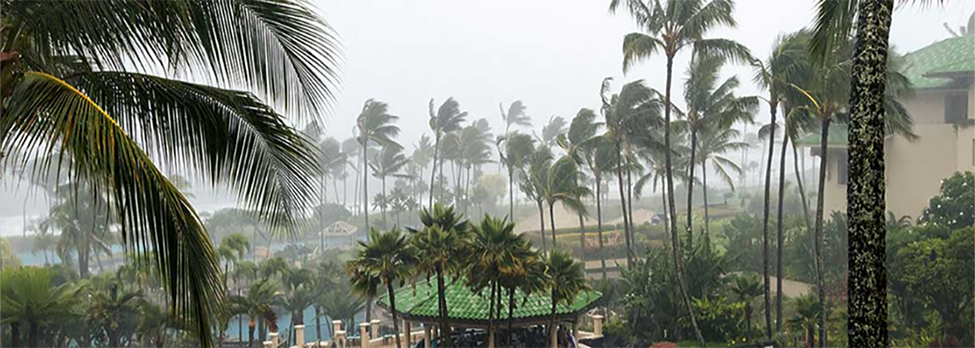 Palms