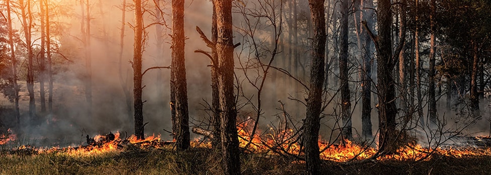 wildfire