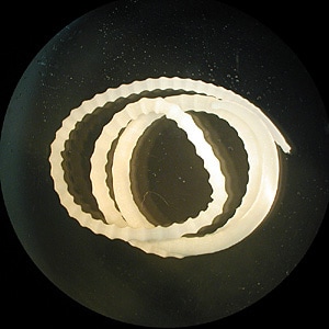 Figure A: Adult of <em>M. moniliformis</em>.