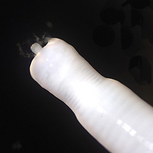 Figure C: Higher magnification of the anterior end of the specimen in Figures A and B, showing a close-up of the proboscis.