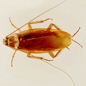 Figure B: American cockroach, <em>Periplaneta americana</em>. The American and Oriental cockroach (<em>Blatta orientalis</em>) are two of the more common intermediate hosts for <em>M. moniliformis</em>. Image courtesy of Parasite and Diseases Image Library, Australia (http://www.padil.gov.au/).