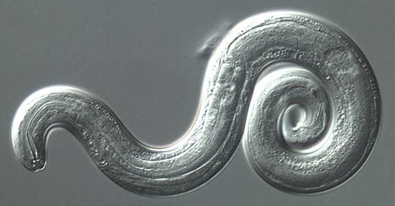 Angio2_dic_400x.jpg Figure A: <em>Angiostrongylus cantonensis</em> third stage (L3), infective larva recovered from a slug. Image captured under differential interference contrast (DIC) microscopy.