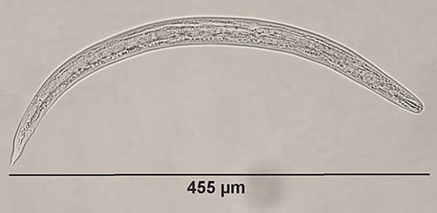 HI_slug4_200x_annot.jpg Figure A: <em>Angiostrongylus cantonensis</em> third stage (L3), infective larva, in a wet mount, recovered from a slug. Note the terminal projection on the tip of the tail which is characteristic of <em>A. cantonensis</em>.